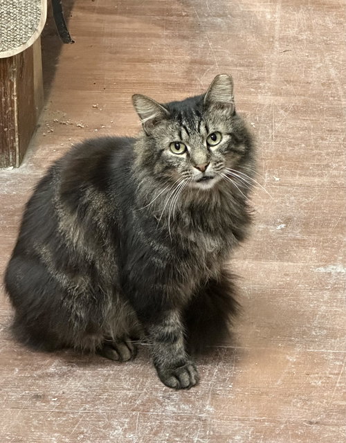 KOEBEL - Domestic Medium Hair / Tabby available for adoption