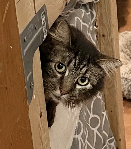 KOEBEL - Domestic Medium Hair / Tabby available for adoption