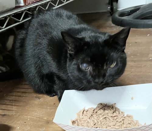 LEONA - Domestic Medium Hair available for adoption