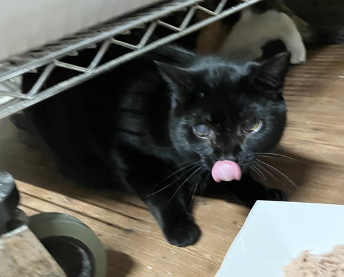 LEONA - Domestic Medium Hair available for adoption
