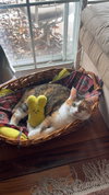 Biscuit - Photo 1