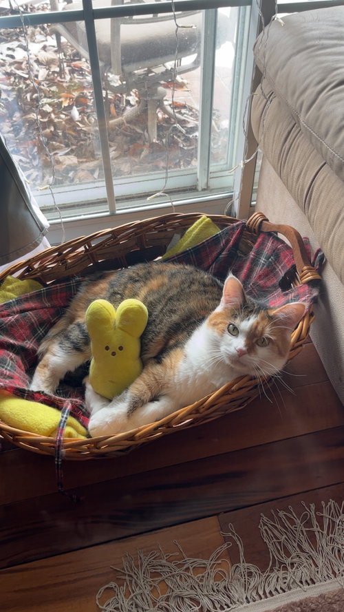 BISCUIT - Domestic Short Hair / Calico available for adoption