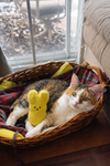 Biscuit - Photo 2