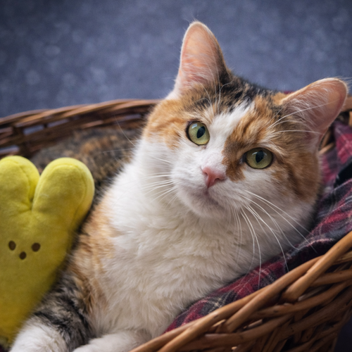 BISCUIT - Domestic Short Hair / Calico available for adoption