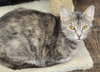 Artemis - Photo 1