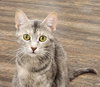 Artemis - Photo 2