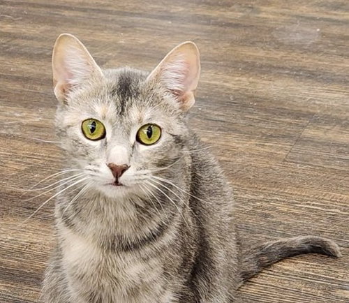 ARTEMIS - Dilute Tortoiseshell / Domestic Short Hair available for adoption