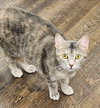 Artemis - Photo 3