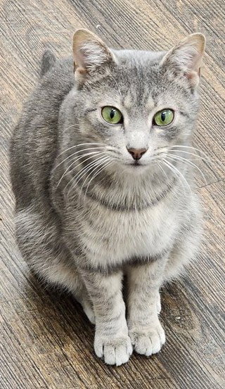 ACAPPELLA - Tabby / Domestic Short Hair available for adoption