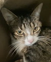 Elsie - Photo 2