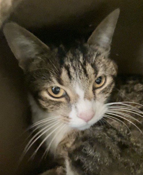 ELSIE - Tabby / Domestic Short Hair available for adoption
