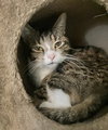 Elsie - Photo 3
