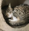 Elsie - Photo 4