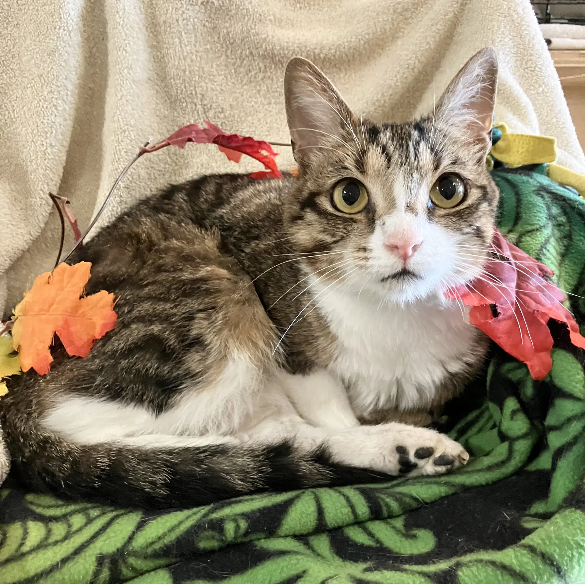 Elsie - Tabby