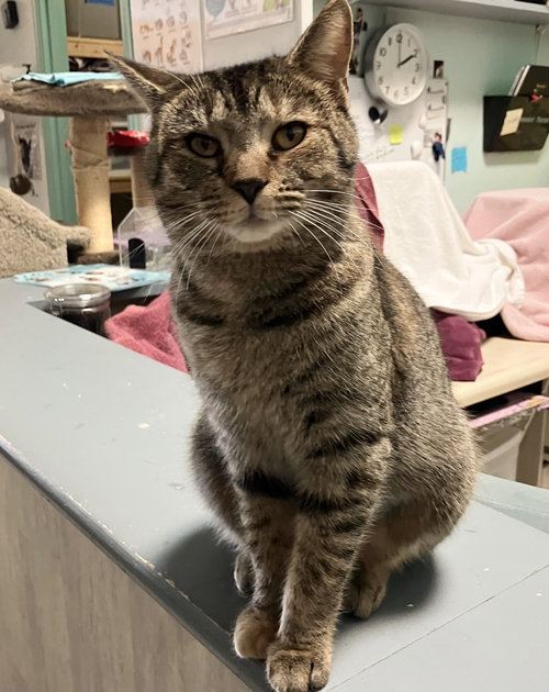PRESENT - Tabby / Domestic Short Hair available for adoption