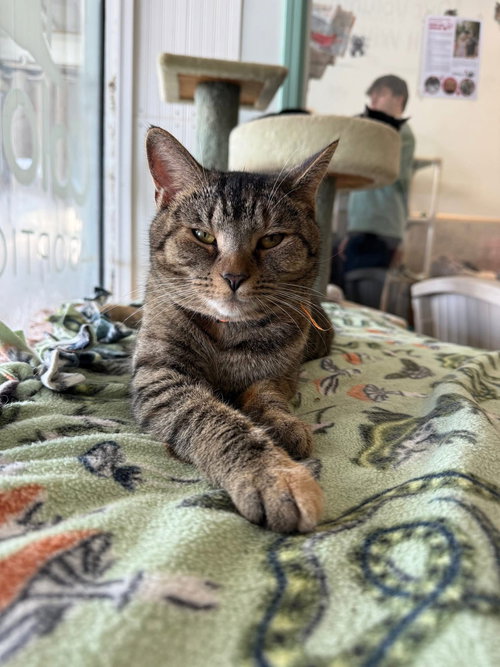 PRESENT - Tabby / Domestic Short Hair available for adoption