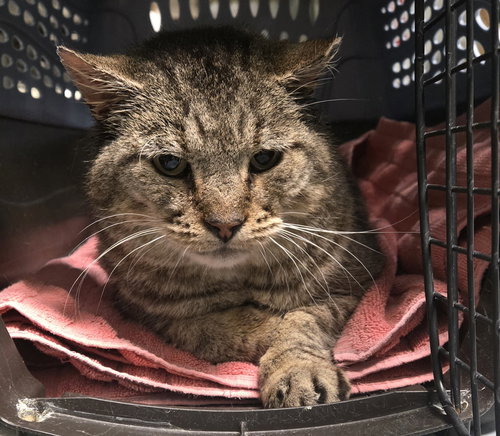 XERXES - Domestic Short Hair available for adoption