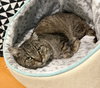 Xerxes - Photo 3