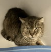 Xerxes - Photo 1