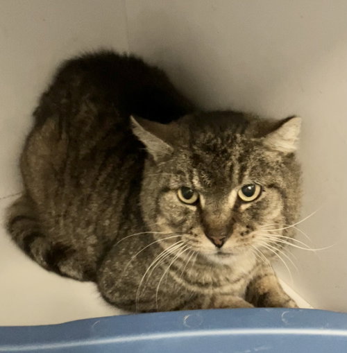XERXES - Domestic Short Hair available for adoption