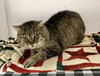 Xerxes - Photo 5