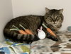 Xerxes - Photo 1