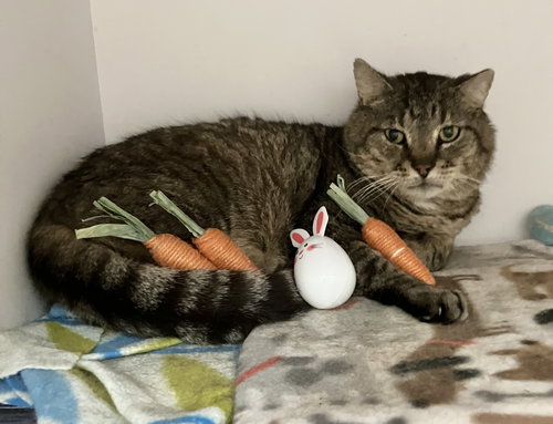 Xerxes, an adoptable Domestic Short Hair in Dublin, OH