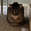 Xerxes - Photo 5