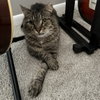 Xerxes - Photo 2