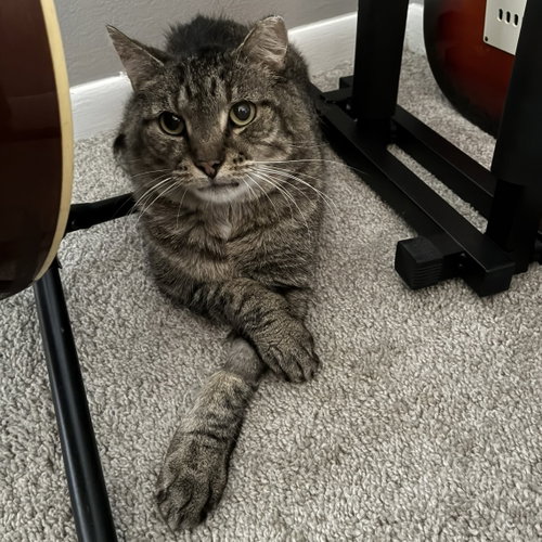 XERXES - Domestic Short Hair available for adoption