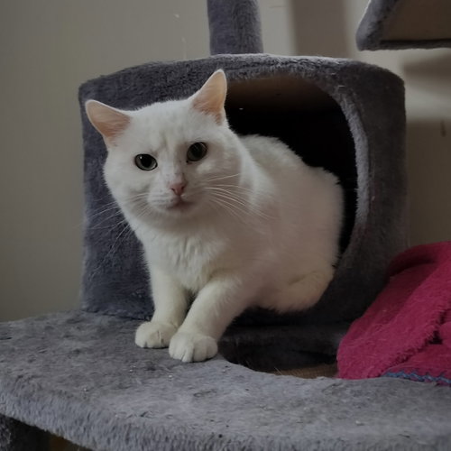 Blair, an adoptable Domestic Short Hair in Dublin, OH