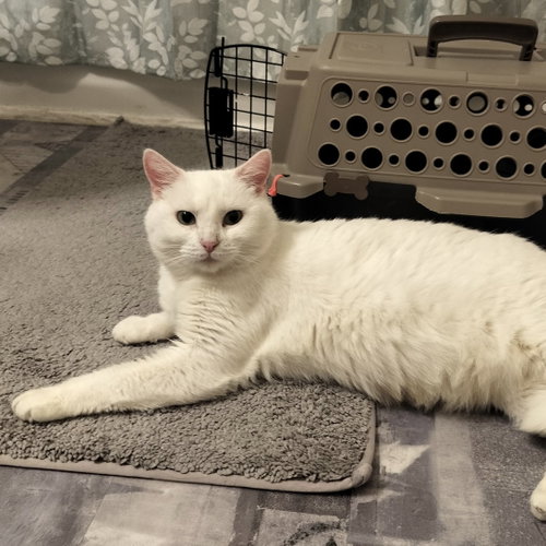 BLAIR - Domestic Short Hair available for adoption