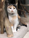 Khamira - KBC - Photo 4