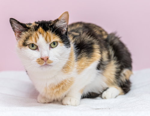 KHAMIRA - KBC - Calico / Domestic Short Hair available for adoption