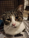 Dennis (aka Sly) - Photo 1