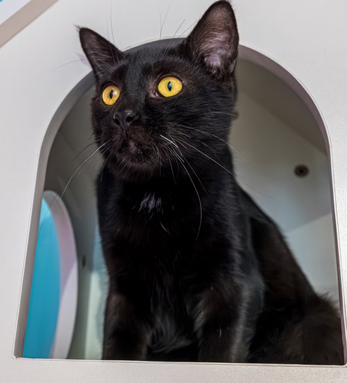 GEORGE BAILEY - KBC - Domestic Short Hair available for adoption