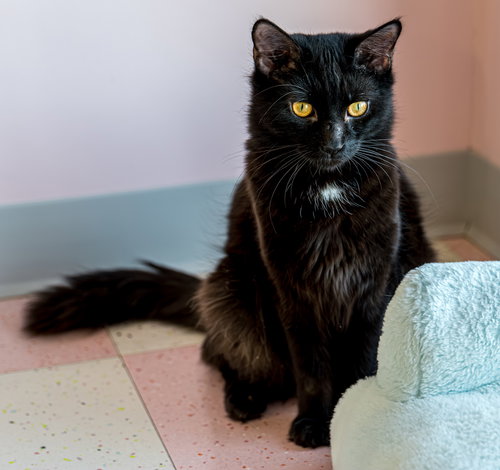 HARRY BAILEY - KBC - Domestic Short Hair available for adoption