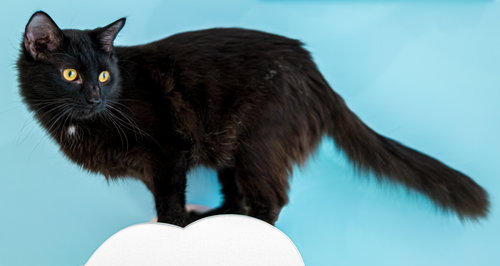HARRY BAILEY - KBC - Domestic Short Hair available for adoption