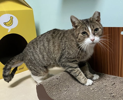 CINDY LOU WHO - Tabby / Domestic Short Hair available for adoption