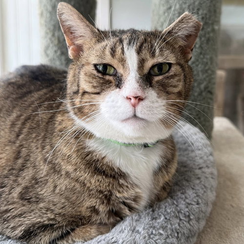 Cindy Lou Who, Adult Tabby / Domestic Short Hair / Mixed (short coat), cat for adoption in Lancaster, Ohio