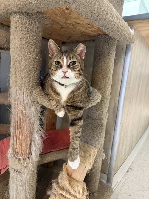 CINDY LOU WHO - Tabby / Domestic Short Hair available for adoption