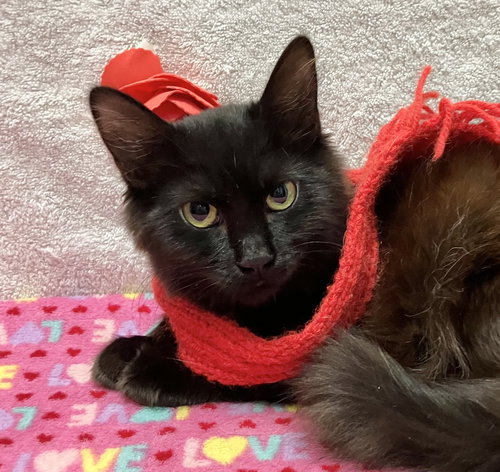 DAHLIA DAINTY - Domestic Long Hair available for adoption