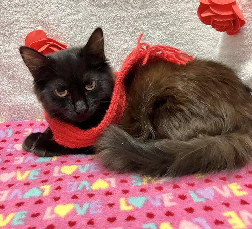 DAHLIA DAINTY - Domestic Long Hair available for adoption