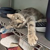 KitKat - Photo 2