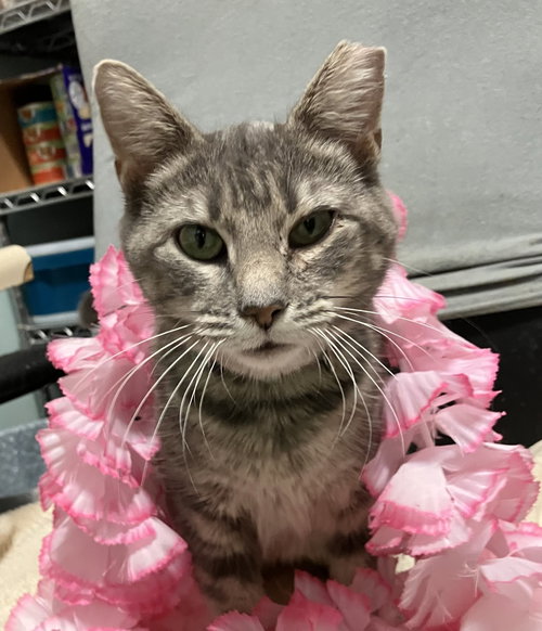 KITKAT - Domestic Short Hair available for adoption