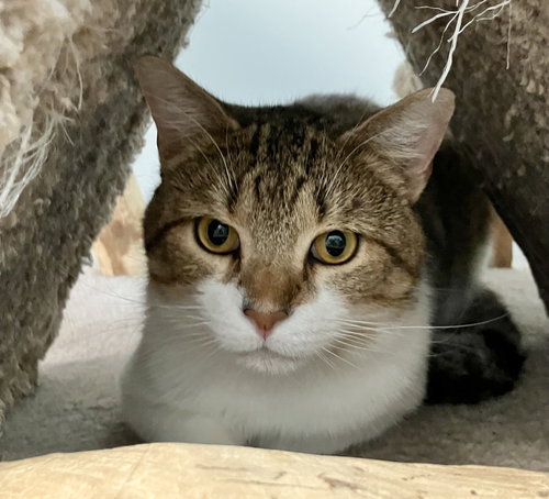 KRIS KRINGLE - Tabby / Domestic Short Hair available for adoption