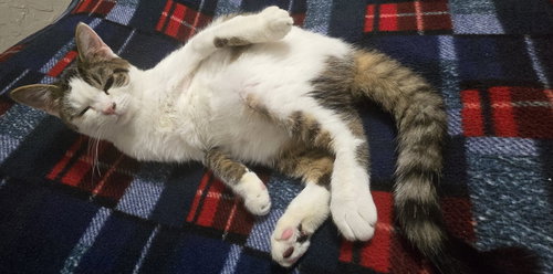 Frosty, Young Domestic Short Hair, cat for adoption in Lancaster, Ohio