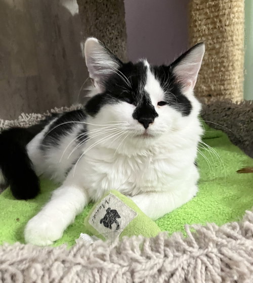 PASTA (BONDED TO PESTO) - Domestic Medium Hair available for adoption
