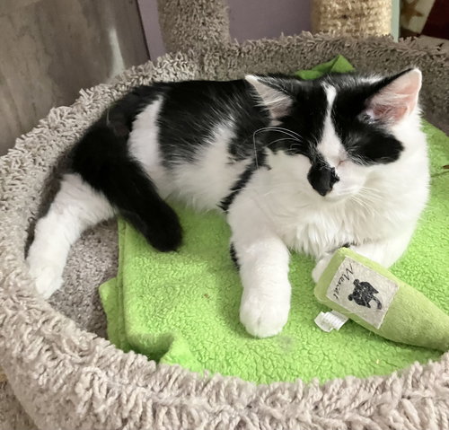PASTA (BONDED TO PESTO) - Domestic Medium Hair available for adoption