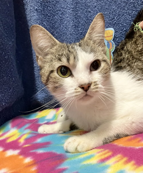 HONEY - Tabby / Domestic Short Hair available for adoption